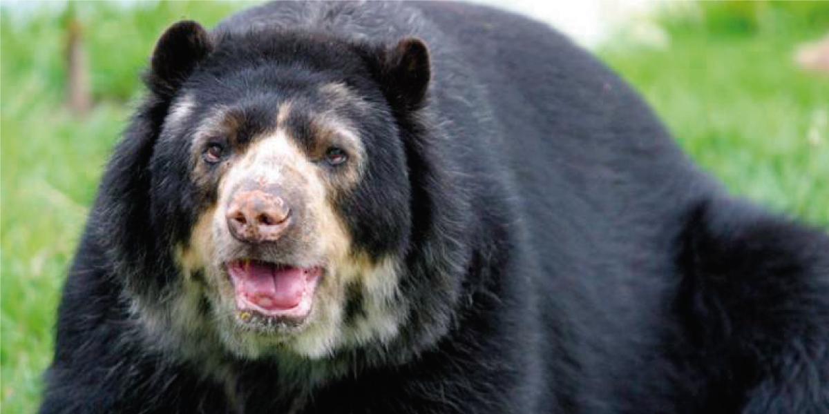 Día mundial de la vida silvestre esfuerzos de conservación en Latinoamérica